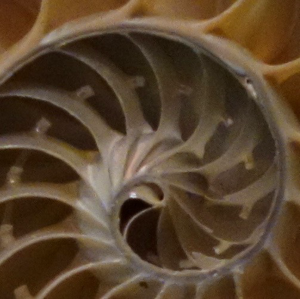 spiral of a sea shell